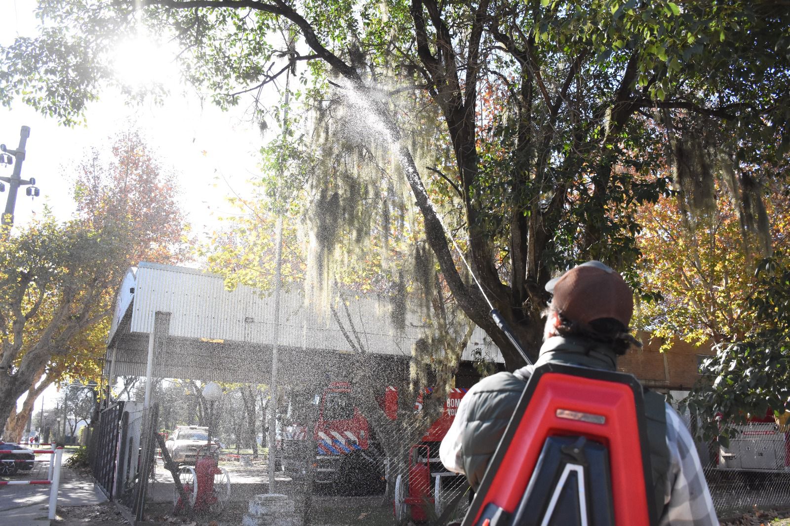 Empezó la cuarta etapa de recuperación del arbolado público